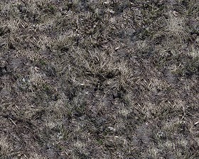 Textures   -   NATURE ELEMENTS   -   VEGETATION   -  Dry grass - Dry grass texture seamless 12937