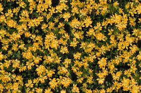Textures   -   NATURE ELEMENTS   -   VEGETATION   -  Flowery fields - Flowery meadow texture seamless 12962
