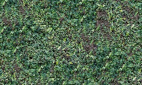 Textures   -   NATURE ELEMENTS   -   VEGETATION   -  Hedges - Green hedge texture seamless 13091