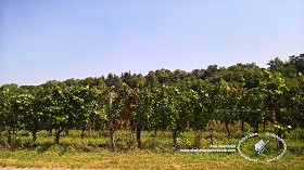 Textures   -   BACKGROUNDS &amp; LANDSCAPES   -   NATURE   -   Vineyards  - Italy vineyards background 18054