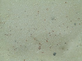 Textures   -   NATURE ELEMENTS   -  SAND - Underwater beach sand texture seamless 12723