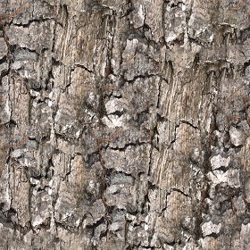 Textures   -   NATURE ELEMENTS   -  BARK - Bark texture seamless 12332