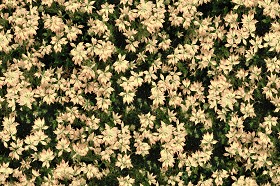 Textures   -   NATURE ELEMENTS   -   VEGETATION   -   Flowery fields  - Flowery meadow texture seamless 12963 (seamless)