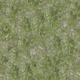 Textures   -   NATURE ELEMENTS   -   VEGETATION   -   Moss  - Ground moss texture seamless 13176 (seamless)