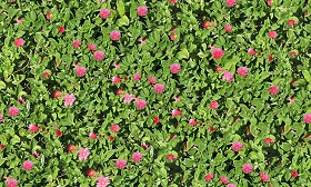 Textures   -   NATURE ELEMENTS   -   VEGETATION   -   Hedges  - Hedge in bloom texture seamless 13092 (seamless)