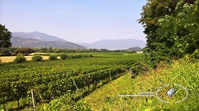 Textures   -   BACKGROUNDS &amp; LANDSCAPES   -   NATURE   -  Vineyards - Italy vineyards background 18055