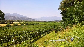 Textures   -   BACKGROUNDS &amp; LANDSCAPES   -   NATURE   -   Vineyards  - Italy vineyards background 18055