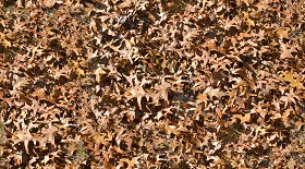 Textures   -   NATURE ELEMENTS   -   VEGETATION   -   Leaves dead  - Leaves dead texture seamless 13141 (seamless)