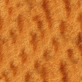 Textures   -   MATERIALS   -  FUR ANIMAL - Cat animal fur texture seamless 09576