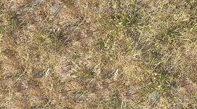 Textures   -   NATURE ELEMENTS   -   VEGETATION   -  Dry grass - Dry grass texture seamless 17329