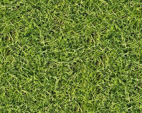 Textures   -   NATURE ELEMENTS   -   VEGETATION   -  Green grass - Green grass texture seamless 12992