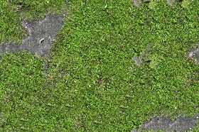 Textures   -   NATURE ELEMENTS   -   VEGETATION   -  Moss - Ground moss texture seamless 13177