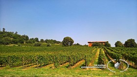 Textures   -   BACKGROUNDS &amp; LANDSCAPES   -   NATURE   -  Vineyards - Italy vineyards background 18056
