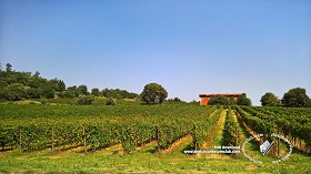 Textures   -   BACKGROUNDS &amp; LANDSCAPES   -   NATURE   -   Vineyards  - Italy vineyards background 18056