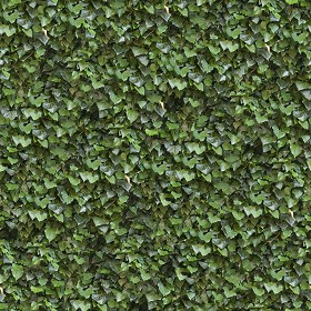 Textures   -   NATURE ELEMENTS   -   VEGETATION   -  Hedges - Ivy hedge texture seamless 13093