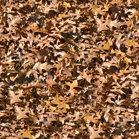 Textures   -   NATURE ELEMENTS   -   VEGETATION   -  Leaves dead - Leaves dead texture seamless 13142