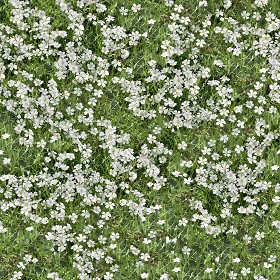 Textures   -   NATURE ELEMENTS   -   VEGETATION   -  Flowery fields - Flowery meadow texture seamless 12965