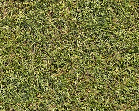 Textures   -   NATURE ELEMENTS   -   VEGETATION   -  Green grass - Green grass texture seamless 12993