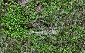 Textures   -   NATURE ELEMENTS   -   VEGETATION   -  Moss - Ground moss texture seamless 13178