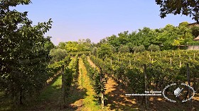 Textures   -   BACKGROUNDS &amp; LANDSCAPES   -   NATURE   -   Vineyards  - Italy vineyards background 18057