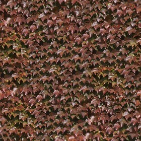 Textures   -   NATURE ELEMENTS   -   VEGETATION   -  Hedges - Red hedge texture seamless 13094