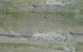 Textures   -   NATURE ELEMENTS   -  BARK - Bark texture seamless 12335