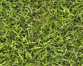 Textures   -   NATURE ELEMENTS   -   VEGETATION   -  Green grass - Green grass texture seamless 12994