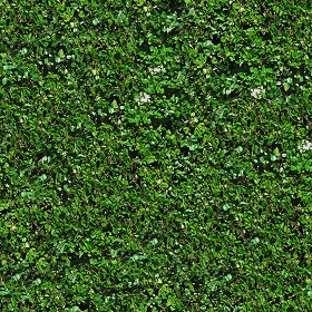 Textures   -   NATURE ELEMENTS   -   VEGETATION   -   Hedges  - Green hedge texture seamless 13095 (seamless)