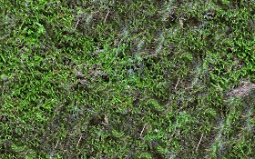 Textures   -   NATURE ELEMENTS   -   VEGETATION   -  Moss - Ground moss texture seamless 13179
