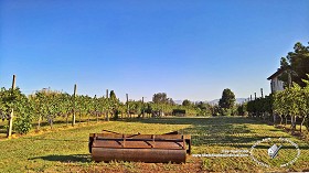 Textures   -   BACKGROUNDS &amp; LANDSCAPES   -   NATURE   -  Vineyards - Italy vineyards background 18058