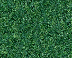 Textures   -   NATURE ELEMENTS   -   VEGETATION   -   Green grass  - Green grass texture seamless 12995 (seamless)