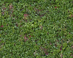 Textures   -   NATURE ELEMENTS   -   VEGETATION   -  Hedges - Green hedge texture seamless 13096