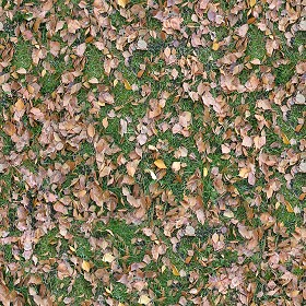 Textures   -   NATURE ELEMENTS   -   VEGETATION   -   Leaves dead  - Leaves dead texture seamless 13145 (seamless)