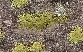 Textures   -   NATURE ELEMENTS   -   VEGETATION   -   Moss  - Moss texture seamless 13180 (seamless)