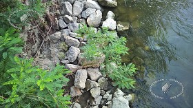 Textures   -   NATURE ELEMENTS   -   WATER   -  Streams - Water stream whit stones 17386