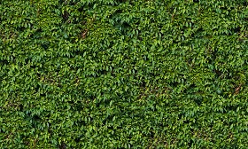 Textures   -   NATURE ELEMENTS   -   VEGETATION   -  Hedges - Green hedge texture seamless 13097
