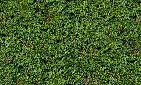 Textures   -   NATURE ELEMENTS   -   VEGETATION   -   Hedges  - Green hedge texture seamless 13097 (seamless)