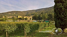 Textures   -   BACKGROUNDS &amp; LANDSCAPES   -   NATURE   -  Vineyards - Italy vineyards background 18060
