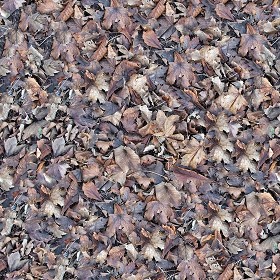 Textures   -   NATURE ELEMENTS   -   VEGETATION   -  Leaves dead - Leaves dead texture seamless 13146