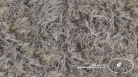 Textures   -   NATURE ELEMENTS   -   VEGETATION   -  Dry grass - Dry grass texture seamless 18653