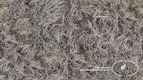 Textures   -   NATURE ELEMENTS   -   VEGETATION   -   Dry grass  - Dry grass texture seamless 18653 (seamless)