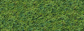 Textures   -   NATURE ELEMENTS   -   VEGETATION   -  Hedges - Green hedge texture seamless 13098