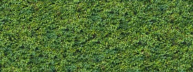 Textures   -   NATURE ELEMENTS   -   VEGETATION   -   Hedges  - Green hedge texture seamless 13098 (seamless)