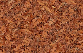 Textures   -   NATURE ELEMENTS   -   VEGETATION   -   Leaves dead  - Leaves dead texture seamless 13147 (seamless)