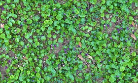 Textures   -   NATURE ELEMENTS   -   VEGETATION   -   Flowery fields  - Wild violets texture seamless 20582 (seamless)