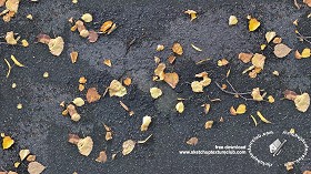 Textures   -   ARCHITECTURE   -   ROADS   -  Asphalt damaged - Asphalt damaged with dead leaves 18342