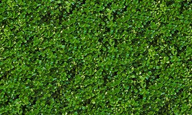 Textures   -   NATURE ELEMENTS   -   VEGETATION   -  Hedges - Green hedge texture seamless 13099