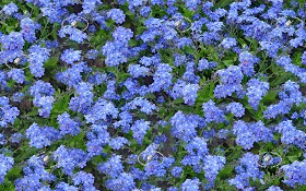 Textures   -   NATURE ELEMENTS   -   VEGETATION   -   Flowery fields  - Meadow of myosotis victoria texture seamless 20583 (seamless)