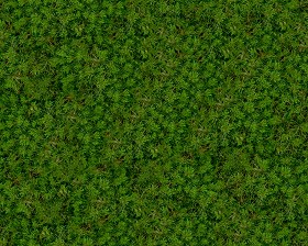 Textures   -   NATURE ELEMENTS   -   VEGETATION   -   Green grass  - Green grass texture seamless 12999 (seamless)