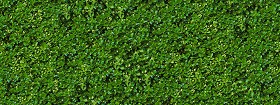 Textures   -   NATURE ELEMENTS   -   VEGETATION   -   Hedges  - Green hedge texture seamless 13100 (seamless)